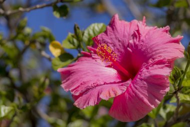 Güney Afrika 'daki Cape Town' dan pembe çiçekli Hibiscus.