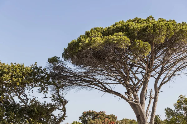 Big African tree in Cape Town, South Africa