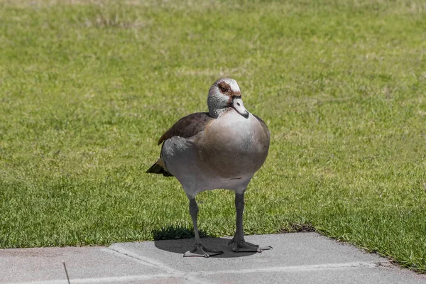 南非开普敦的棕白鸭。 绿色背景. — 图库照片
