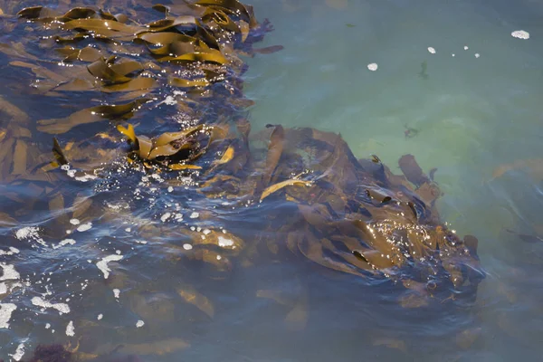 Braunalgen in blauem Wasser in Kapstadt, Südafrika. — Stockfoto