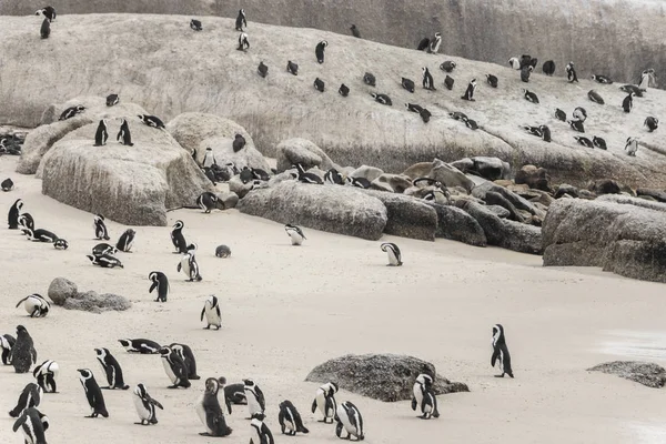 Sok pingvin Boulders Beach Cape Town. Gyarmati tüskés pingvinek. — Stock Fotó