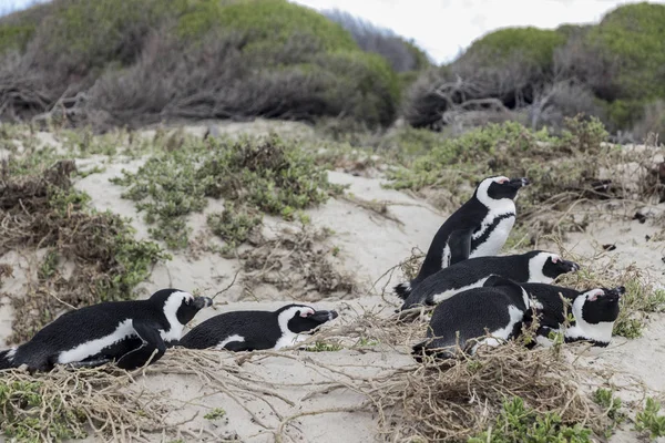 Sleeping penguins Boulders Beach Ciudad del Cabo, Sudáfrica . — Foto de Stock