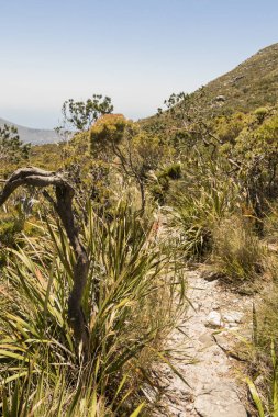 Çöl gibi yürüyüş parkı Tablemoutain Ulusal Parkı, Cape Town.