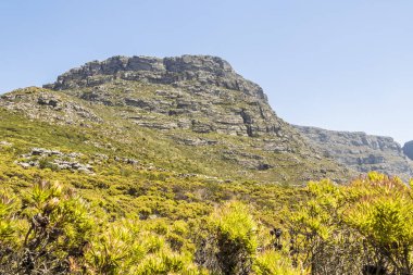 Güney Afrika 'daki Masa Dağı Ulusal Park Cape Town' dan görüntü.