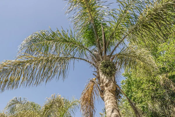 Корона пальмы в Кейптауне Южная Африка . — стоковое фото