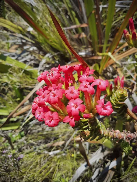 Φυτά και λουλούδια Τραπέζι Mountain National Park Cape Town, Αφρική. — Φωτογραφία Αρχείου