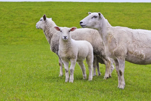 在绿色的草地和草坪上可爱的白羊 Niedersachsen — 图库照片