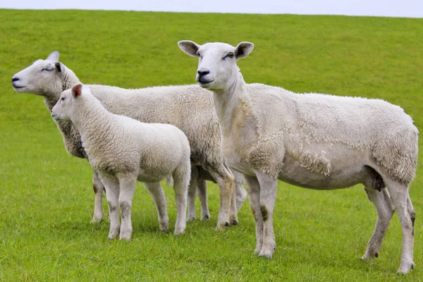 在绿色的草地和草坪上可爱的白羊 Niedersachsen — 图库照片