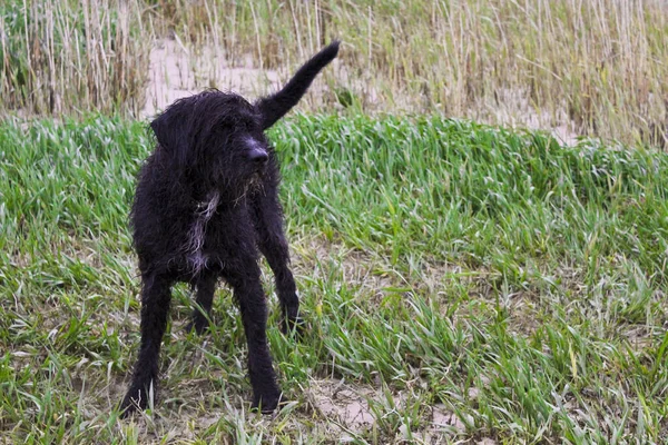 Черная Влажная Грязная Собака Милая Игривая Нидерзахсен — стоковое фото