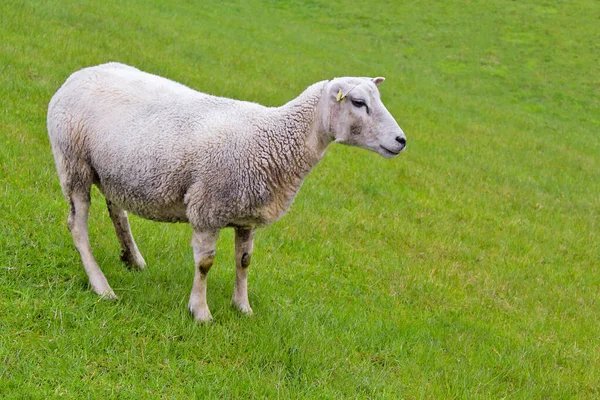 Mignon Mouton Blanc Sur Prairie Verte Pelouse Regarde Niedersachsen Allemagne — Photo