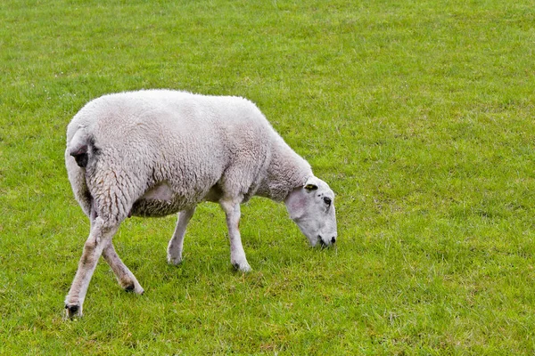 Милая Белая Овца Зеленом Лугу Лужайке Наблюдает Мной Нидерзахсен Германия — стоковое фото