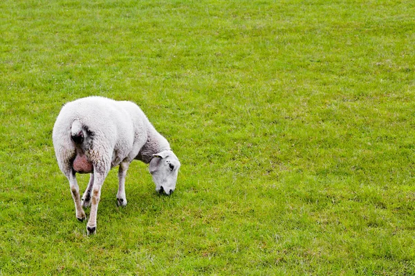 Mignon Mouton Blanc Sur Prairie Verte Pelouse Regarde Niedersachsen Allemagne — Photo