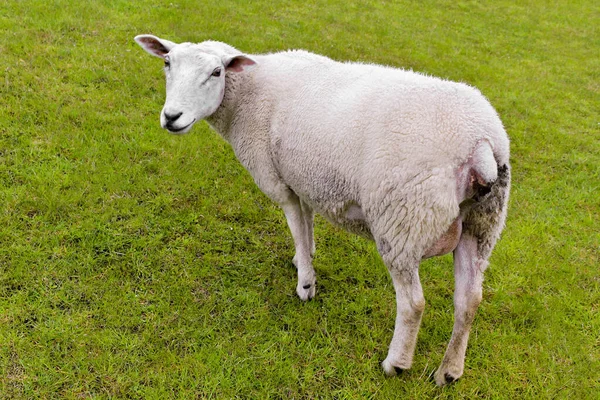 Mignon Mouton Blanc Sur Prairie Verte Pelouse Regarde Niedersachsen Allemagne — Photo