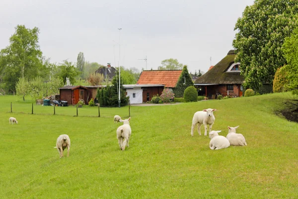 Овець Перед Ідилічним Типовим Німецьким Фермерським Будинком Німеччина Нижній Саксонії — стокове фото
