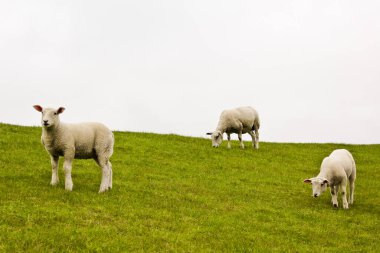 Yeşil çayır ve çimlerde sevimli beyaz koyunlar. Niedersachsen, Almanya.