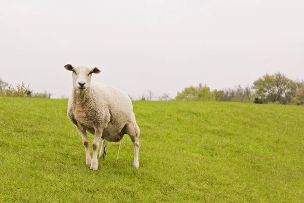 Pipi Mouton Sur Prairie Verte Brake Basse Saxe Allemagne — Photo