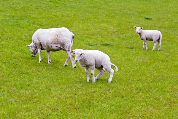 德国下萨克森州Brake绿色草地上的羊粪 — 图库照片