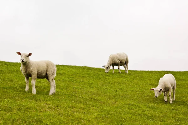 Mignon Mouton Blanc Sur Prairie Verte Pelouse Niedersachsen Allemagne — Photo