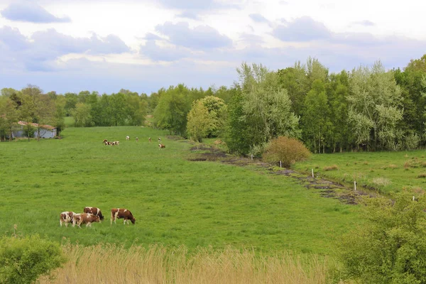 Paisagem Com Vacas Pasto Sehestedt Jade Wasermarsch Alemanha Exploração Pastagem — Fotografia de Stock