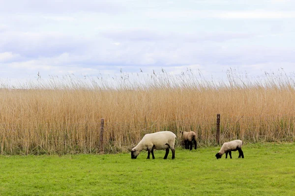 Вівці Пасуться Зеленій Луці Пустині Сехештедт Везермарш Нижня Саксонія Німеччина — стокове фото