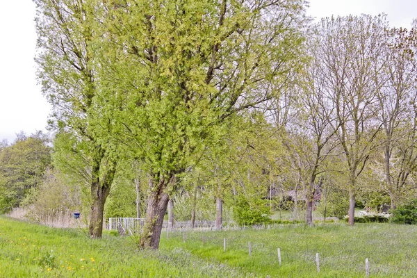 Primavera Norte Alemanha Florestas Charnecas Folhagem Verde Fresca Prados Baixa — Fotografia de Stock