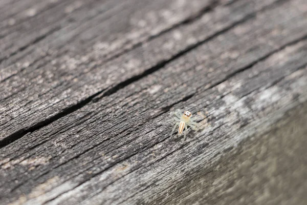 Mooie Kleine Tropische Springende Spin Een Houten Achtergrond Maleisië — Stockfoto