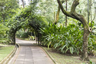 Kuala Lumpur, Malezya 'daki Perdana Botanik Bahçeleri.