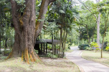 Perdana Botanik Bahçeleri, Kuala Lumpur, Malezya 'daki ağaç kabuğunda güzel sarı yosunlu büyük tropikal ağaç..