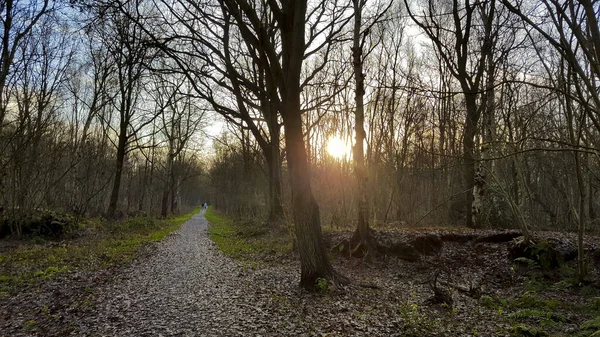 Zonsondergang Het Bos Zonnestralen Tussen Bomen Woud Leherheide Bremerhaven Duitsland — Stockfoto