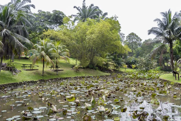 Hermoso Estanque Tropical Lago Con Plantas Acuáticas Jardín Botánico Perdana — Foto de Stock