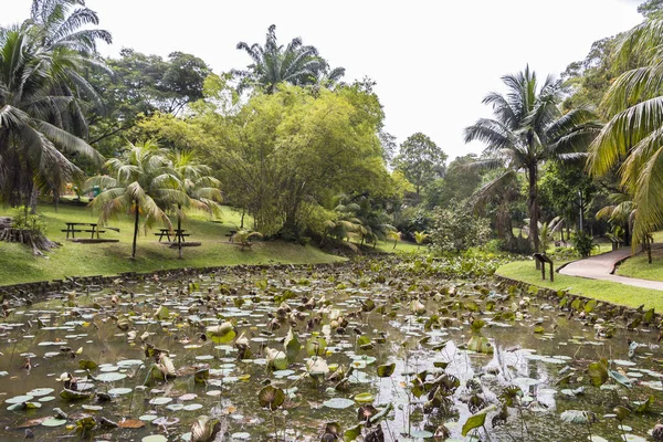 Beautiful tropical pond or lake with aquatic plants in the Perdana Botanical Garden, Kuala Lumpur, Malaysia.
