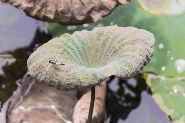 Dragon Fly Hermoso Estanque Tropical Lago Con Plantas Acuáticas Jardín —  Fotos de Stock