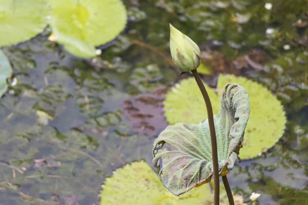 マレーシア クアラルンプールのPerdana植物園の水生植物と美しい熱帯池や湖 — ストック写真