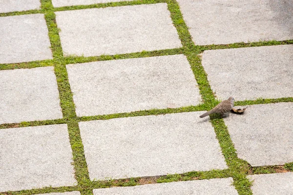 Pigeon on the floor. Texture of sunken garden soil in the Perdana Botanical Garden, Kuala Lumpur Malaysia.