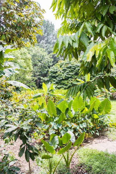 Trópusi Erdő Park Perdana Botanikus Kert Kuala Lumpur Malajzia — Stock Fotó