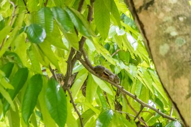 Ağacın arkasındaki dalda bir sincap. Perdana Botanik Bahçeleri 'nin güzel yakın çekimi.