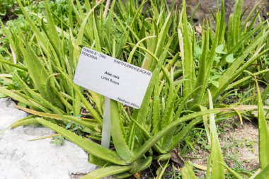 Aloe vera Lidah Buaya tesisi Perdana Botanik Bahçeleri, Kuala Lumpur, Malezya.