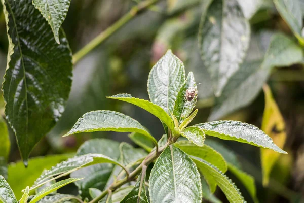 Escarabajo Apestoso Marrón Sobre Follaje Verde Jardín Botánico Perdana Kuala —  Fotos de Stock