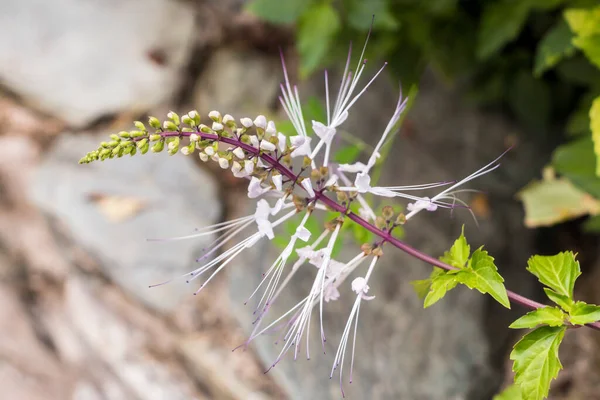 マレーシアの花や自然 小さな白い紫色の花 マレーシアのクアラルンプール — ストック写真