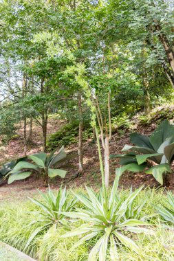 Kuala Lumpur, Malezya 'daki tropikal orman bitkileri ve Perdana Botanik Bahçeleri.