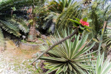 Perdana Botanik Bahçesinde kırmızı çiçekli uzun kaktüs, Kuala Lumpur Malezya.