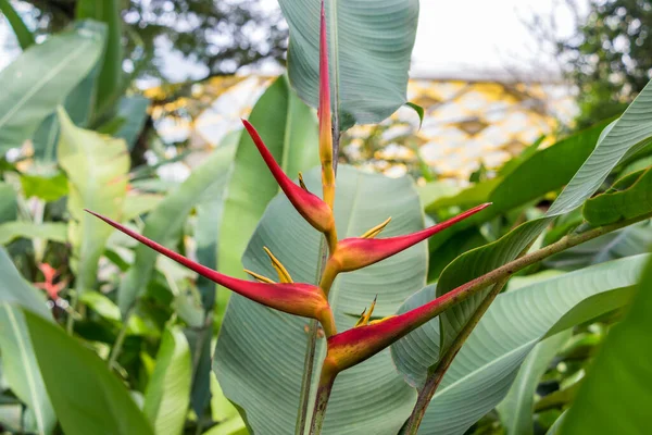 Beautiful Big Red Yellow Heliconia Flower Tropical Nature Perdana Botanical — Stock Photo, Image