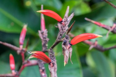 Perdana Botanik Bahçesi, Malezya 'daki tropikal doğadan kırmızı sarı kuru helikonya çiçeği..