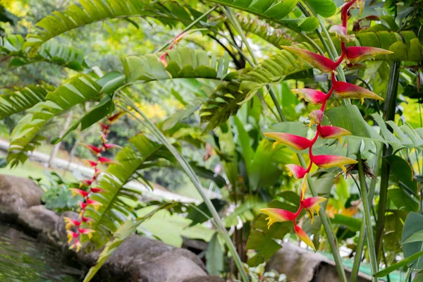 Beautiful Big Red Yellow Heliconia Flower Tropical Nature Perdana Botanical — Stock Photo, Image