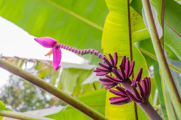 マレーシアのペルダナ植物園の熱帯自然からの紫または赤のバナナ植物ヘリコニア花 — ストック写真