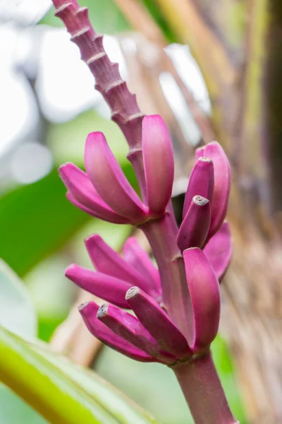 Purple or red banana plant heliconia flower from the tropical nature in Perdana Botanical Garden, Malaysia.