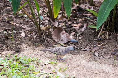 Zebra güvercin kuşu Perdana Botanik Bahçesi, Malezya 'da tropikal doğada.