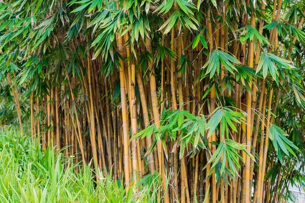 Πράσινα Και Κίτρινα Φυτά Μπαμπού Στο Bamboo Playhouse Στο Βοτανικό — Φωτογραφία Αρχείου