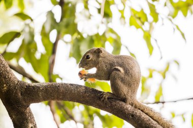 Muz sincabı dalda meyve yer. Perdana Botanik Bahçeleri 'nin güzel yakın çekimi.