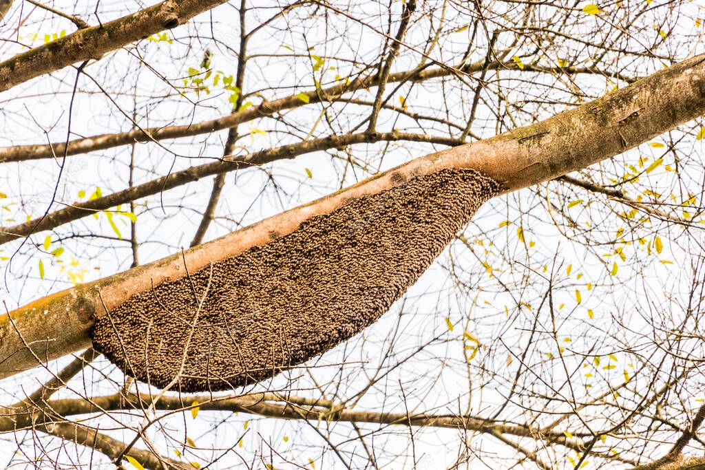 Apis dorsata giant honey bee nest in the Perdana Botanical Gardens Lake Gardens in Kuala Lumpur, Malaysia.